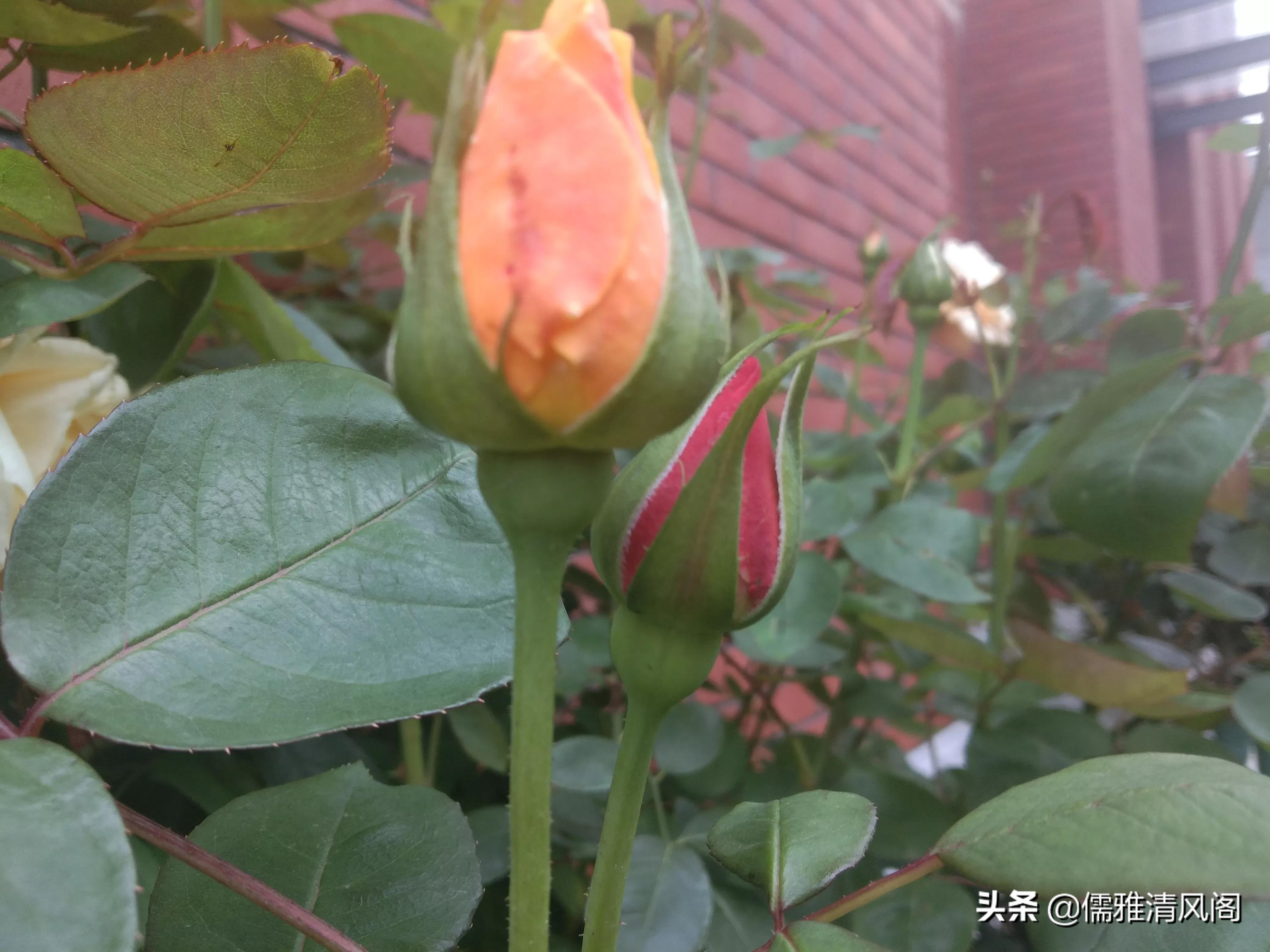 微小说讽刺哲理,微小说的优点