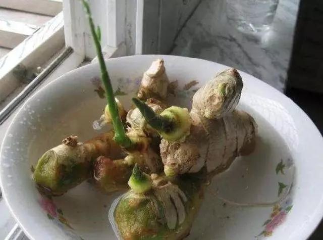 生姜怎么做才能让生姜发芽快,生姜生芽的方法