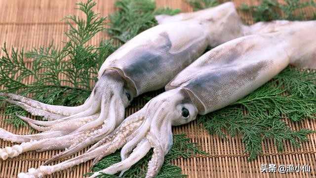 章鱼八爪鱼鱿鱼墨鱼乌贼怎么区分,一张图鱿鱼章鱼八爪鱼墨鱼的区别