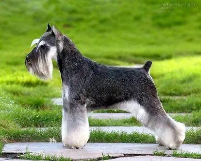 每日一狗,小型犬品种大全雪纳瑞