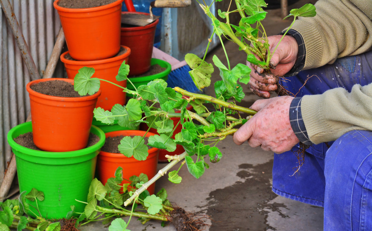 自己可以扦插的树有哪些,所有树木都可以高枝生根吗