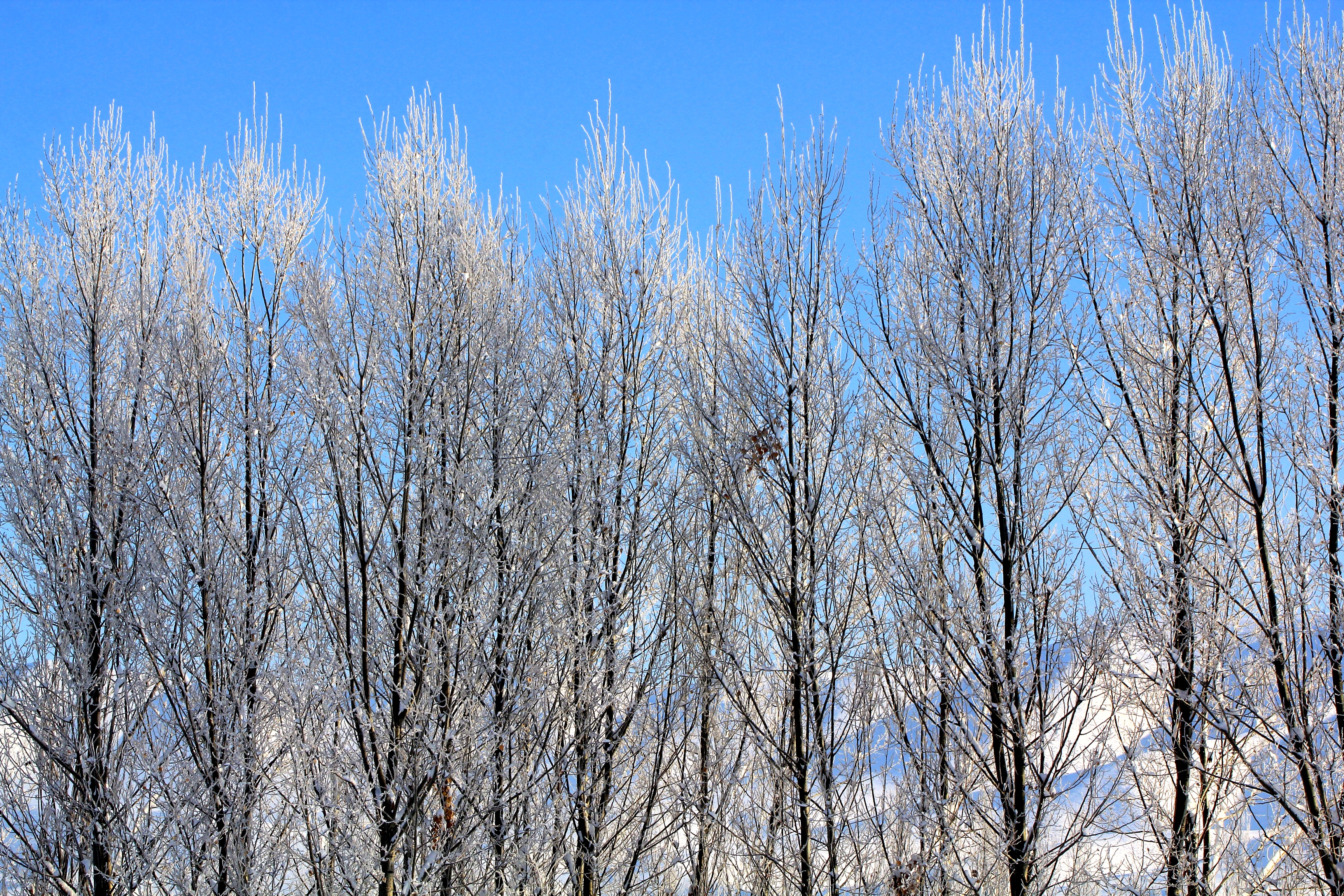 故乡的白杨林抖音,故乡的白杨树开花了