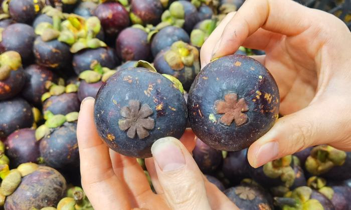 山竹怎么挑选公母不白吃,山竹怎么挑公母区别好坏