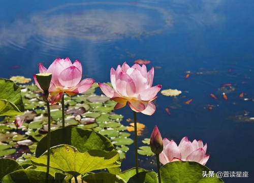 属蛇人2020年的横财运,属狗2020年横财运气