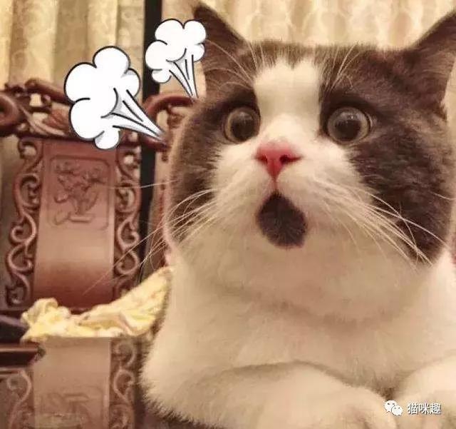 猫口腔常见疾病,英短猫最常见的疾病