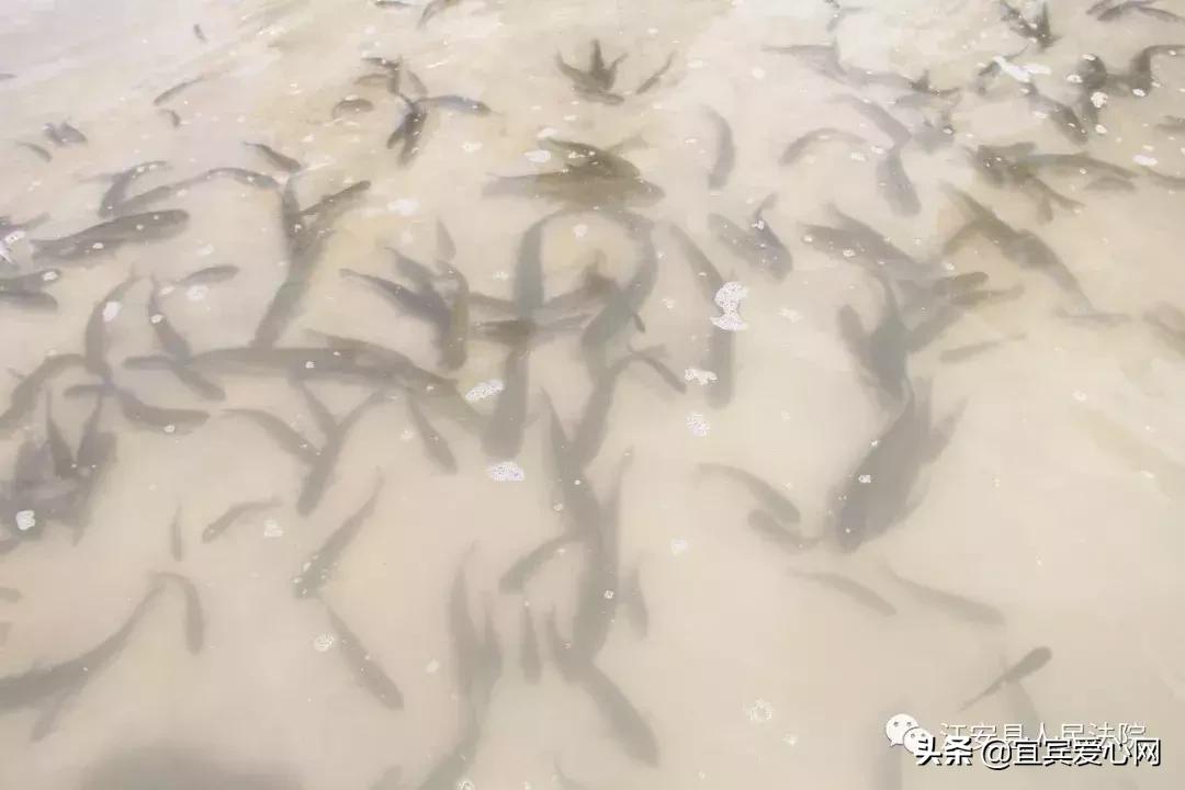 长记性啦，为啥在宜宾不能乱捕泥鳅黄鳝？江安县法院有话说