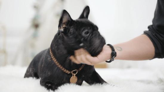 Pick到一家宝藏「宠物写真馆」!福利已谈好,铲屎官快冲鸭