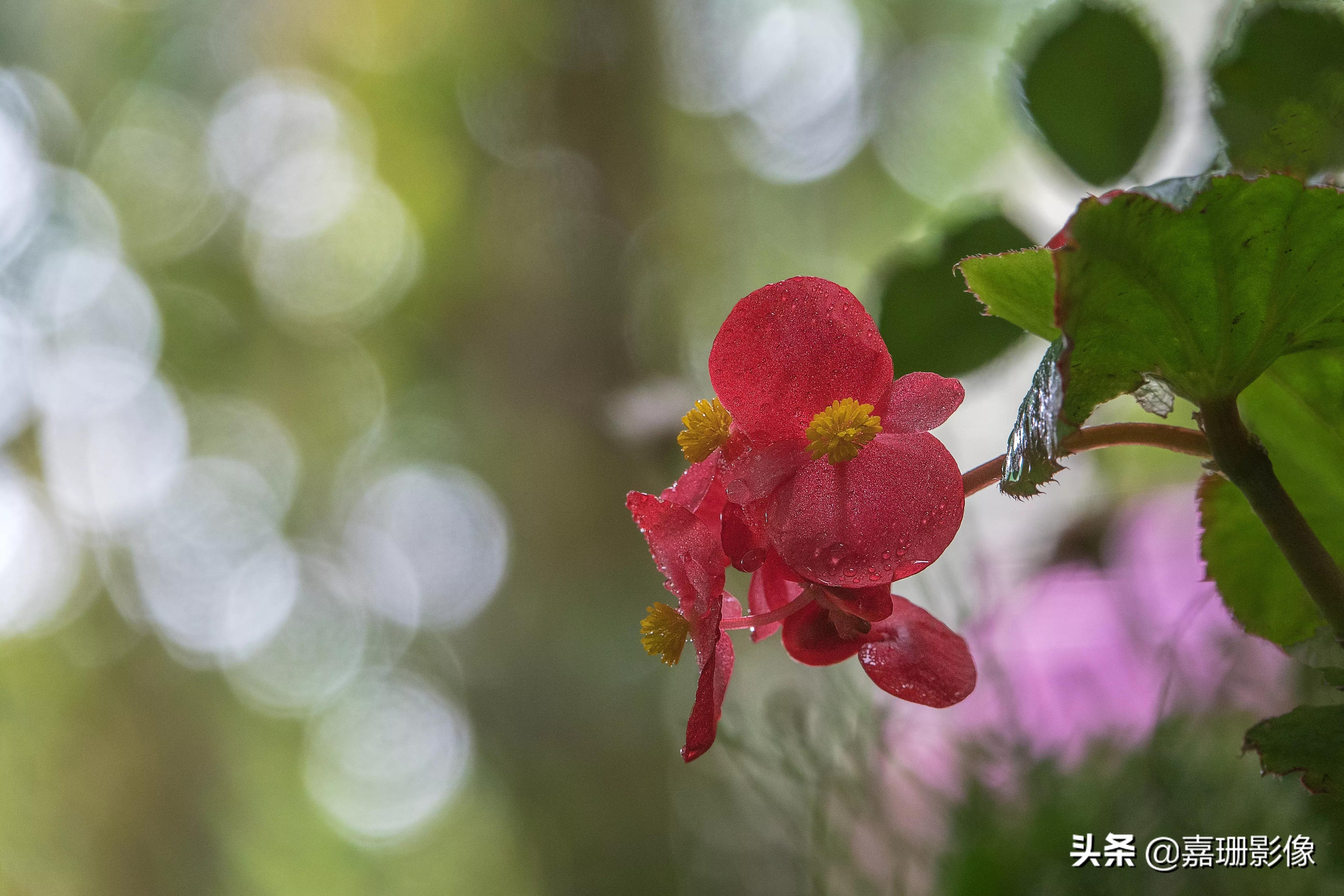 看看花容,听听花语2020年我镜头里的百种花卉