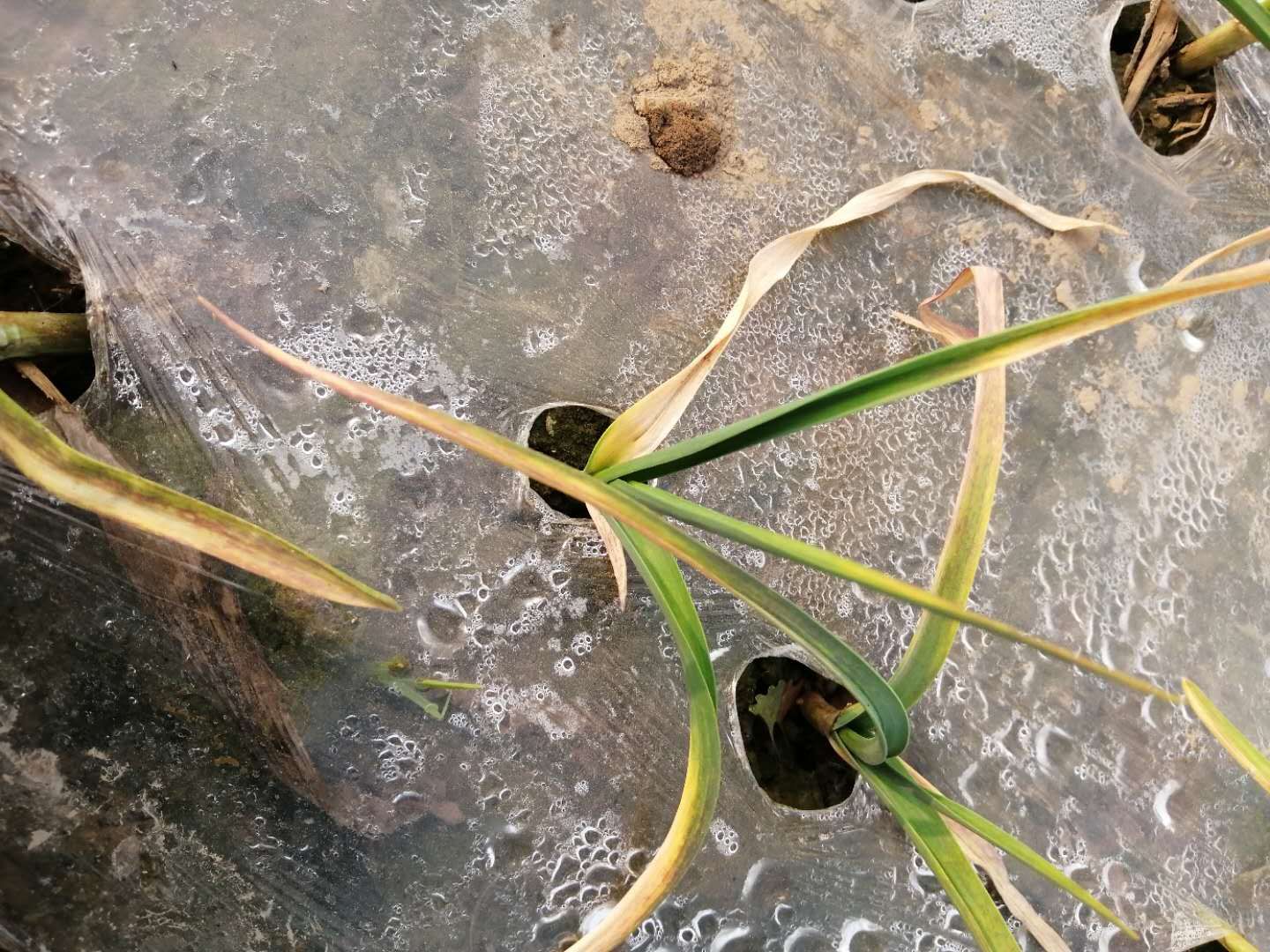 大蒜叶片发黄是什么原因,大蒜叶片变干变黄防治方法