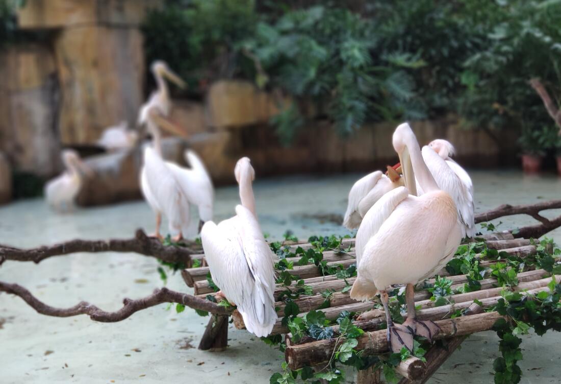 2019广州长隆动物园有哪些动物,广州长隆动物园多少个动物