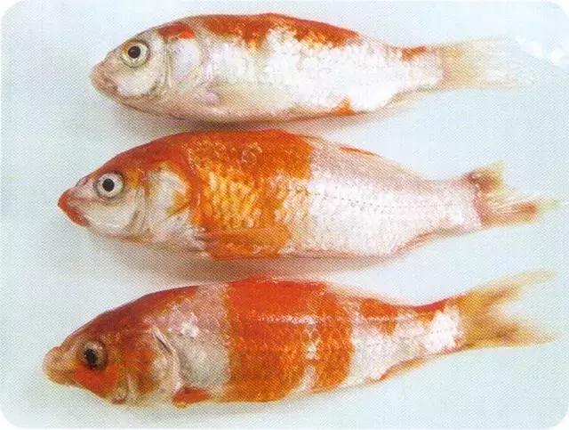 罗非鱼疱疹病毒怎么治,疱疹病毒如何防治