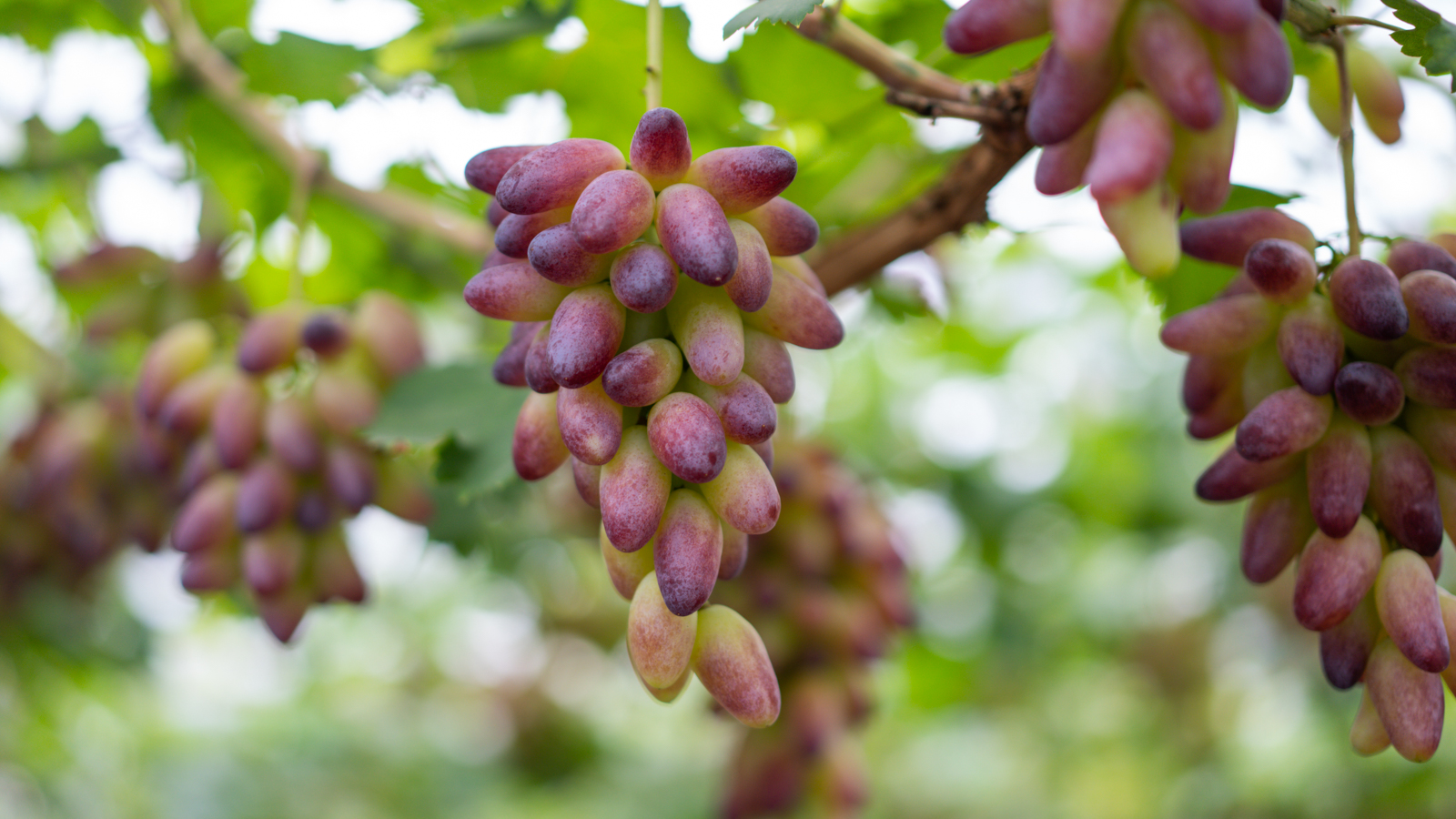 心仪之城连云港,心仪之城赣州
