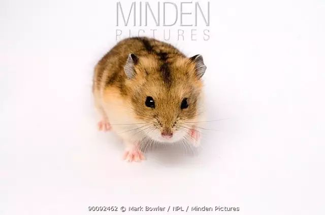 养仓鼠怎么给仓鼠洗澡,仓鼠浴室里仓鼠是怎么洗澡的