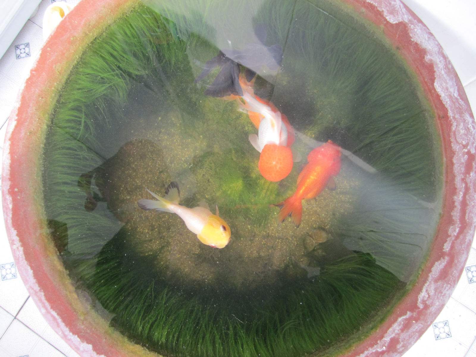 古法养鱼水不流动硝化细菌能活吗,古法养鱼的硝化细菌在哪里