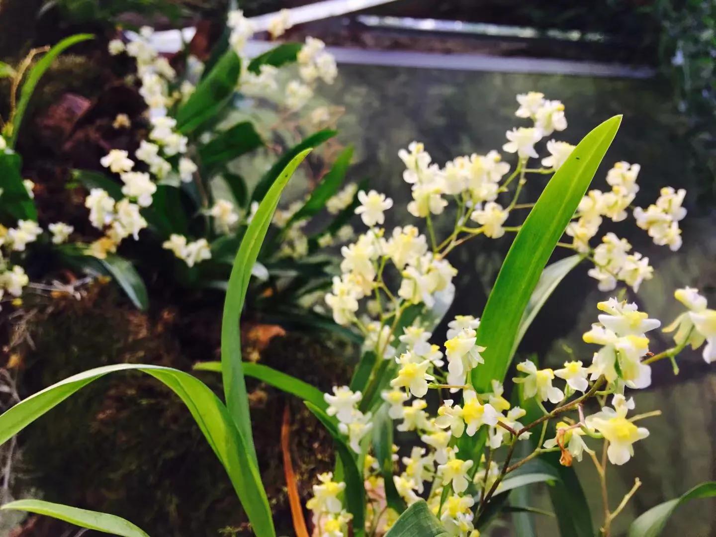 兰花最美的季节是冬季,北方冬季赏兰花