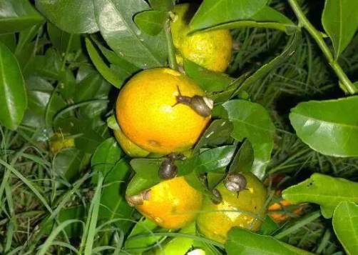 苹果园蜗牛防治有妙招,果树蜗牛病害防治