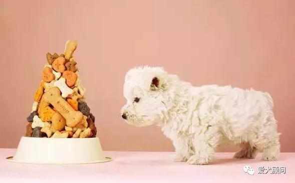 外面买的狗粮怎样做,怎么给狗狗准备狗粮
