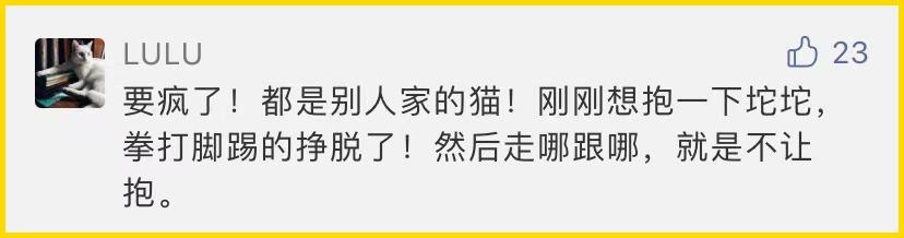 合租养猫劝退指南,《养猫劝退指南》