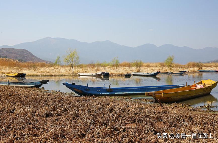 西伯利亚海鸥回到泸沽湖,西伯利亚海鸥泸沽湖