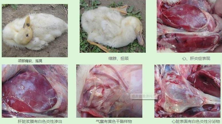 解决各种养殖过程中的霉菌问题,十大养殖病害排行