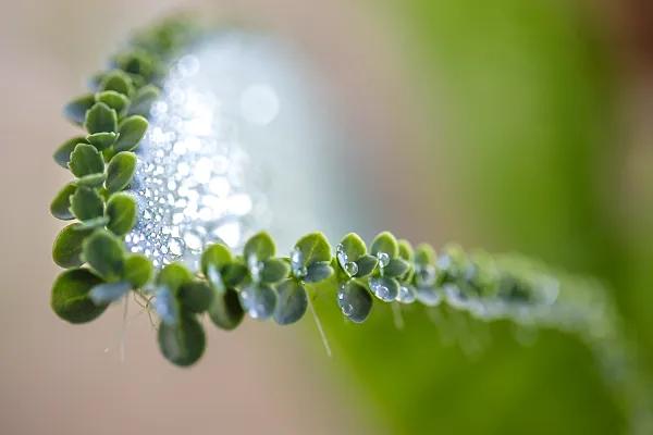 猫咪百合花粉中毒后怎么救,猫咪误食百合的症状