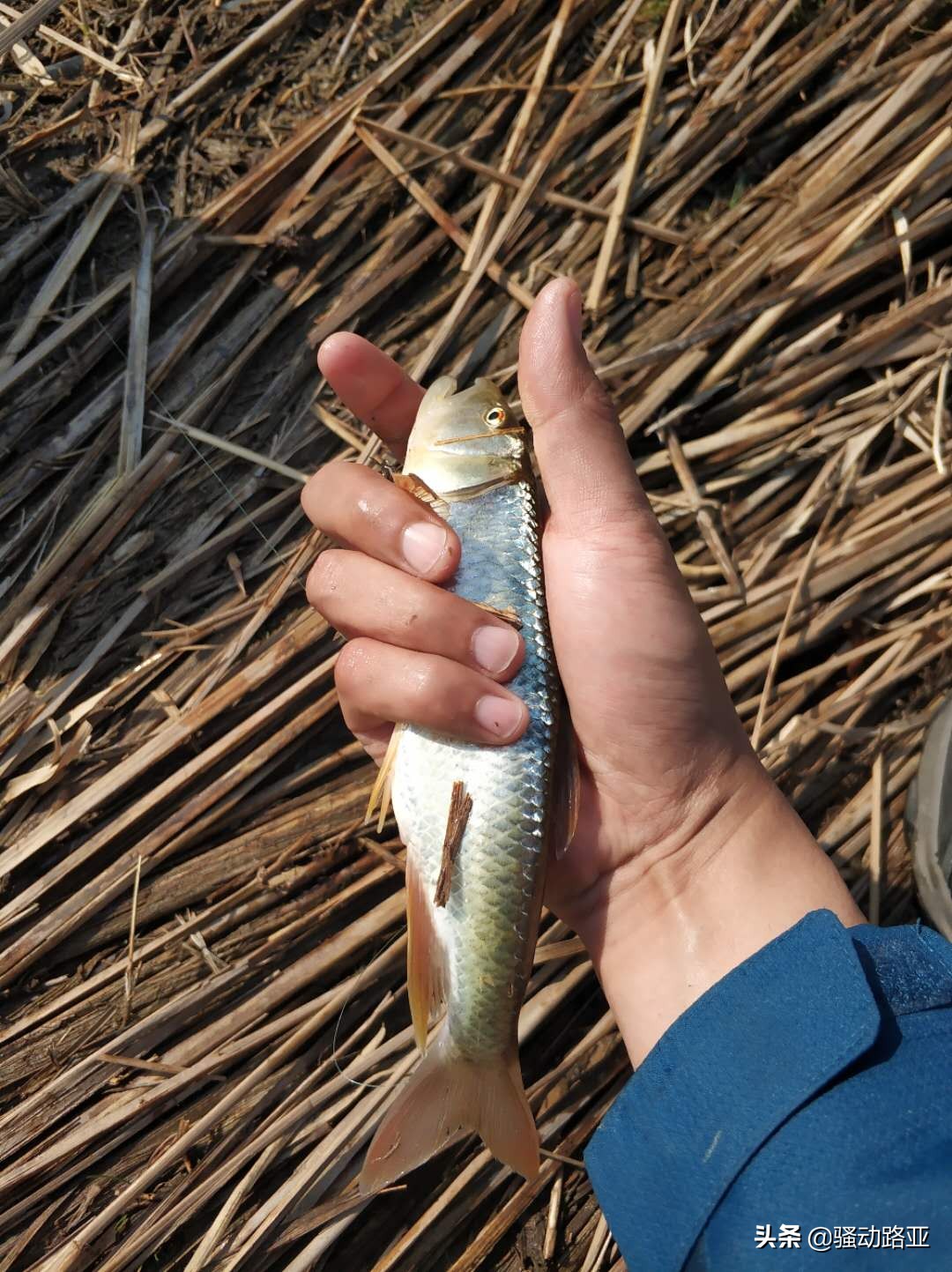 路亚马口中鱼什么感觉,路亚马口都需要什么