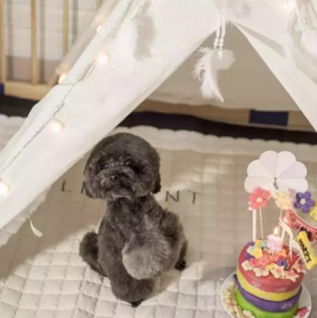 什么地方适合带猫狗玩耍,北京铲屎官可以带狗玩的地方