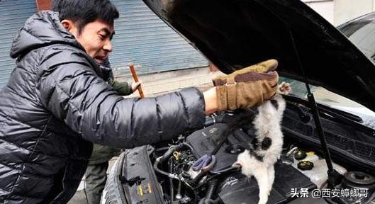 汽车如何防老鼠防猫,汽车发动机舱防猫最好的办法