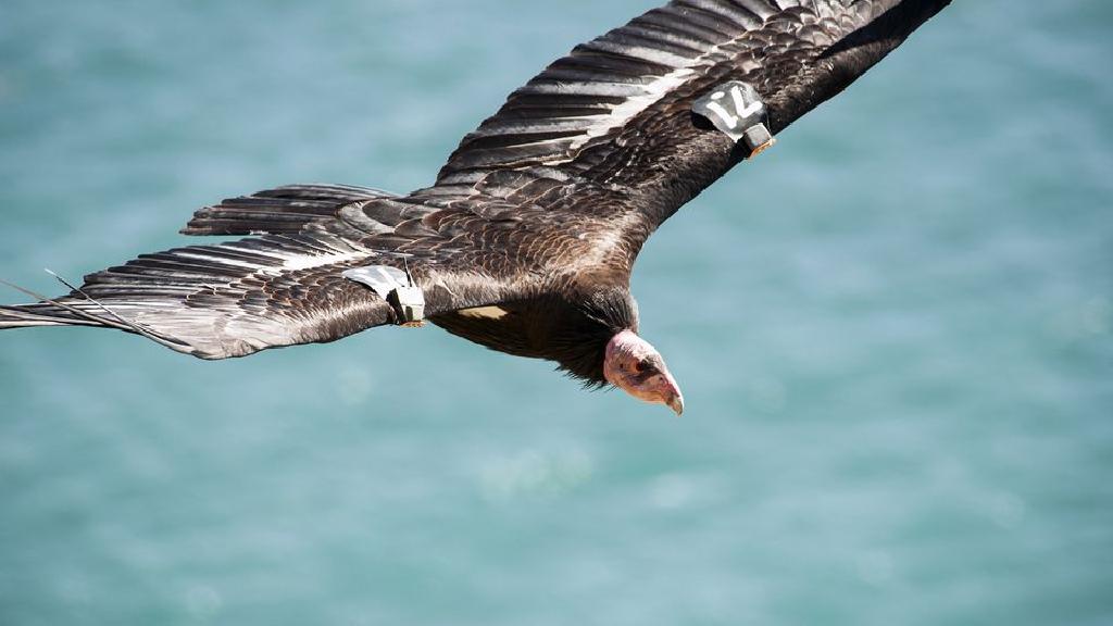世界上最丑的鸟类有啥,世界最丑的鸟
