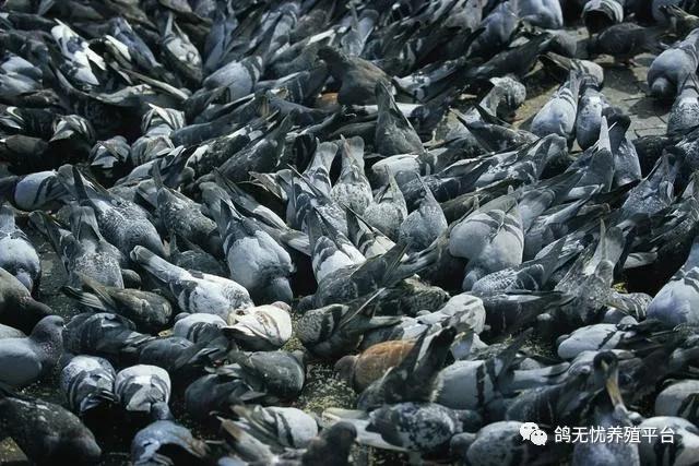 肉鸽种鸽市场价格多少钱一对,养鸽肉鸽的前景