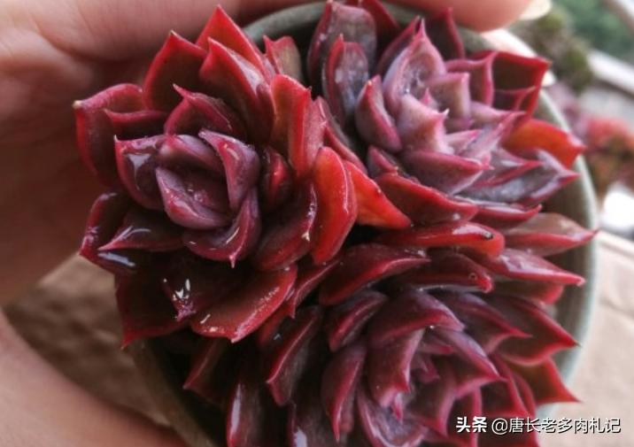 冰梅月影多肉怎么养,环境潮湿适合养什么植物