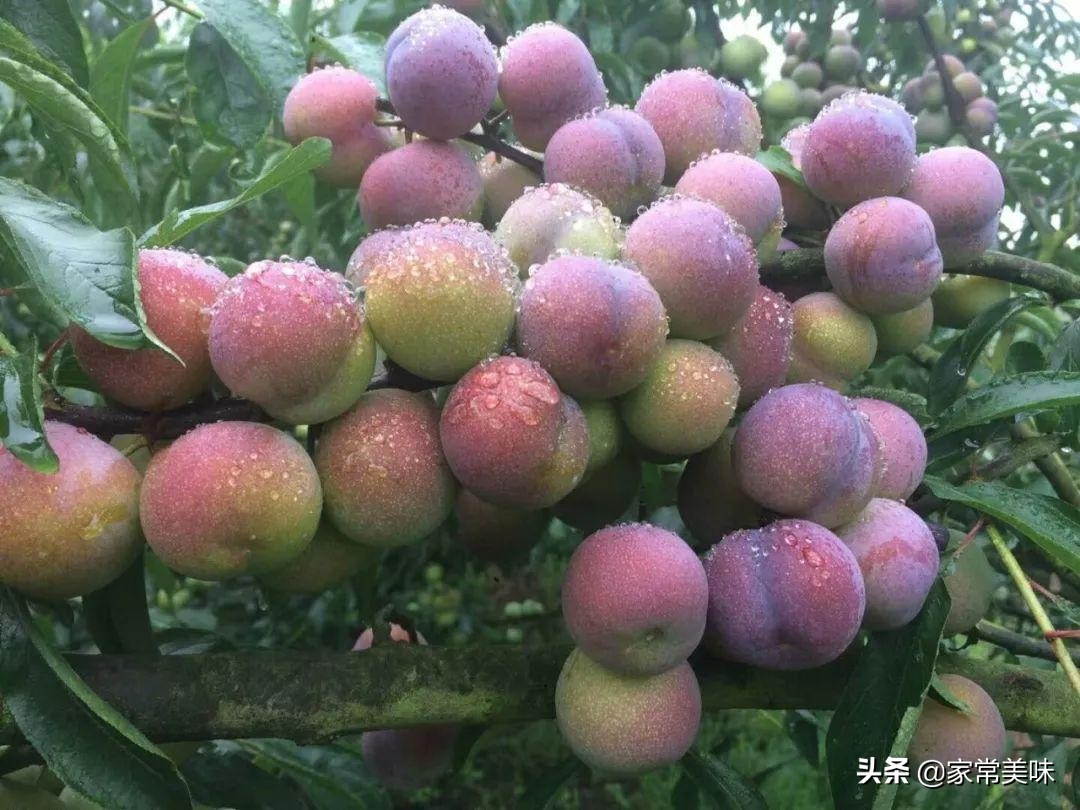 又甜又大的李子有哪些,世界上最好吃的李子有几种