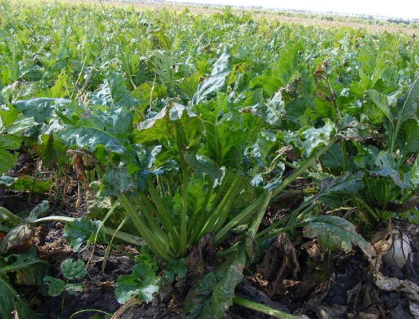 “甜菜”出现空心现象怎么办?用下面的方法,可以有效改善情况!