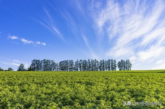 富良野一日游经典路线,日本北海道富良花海