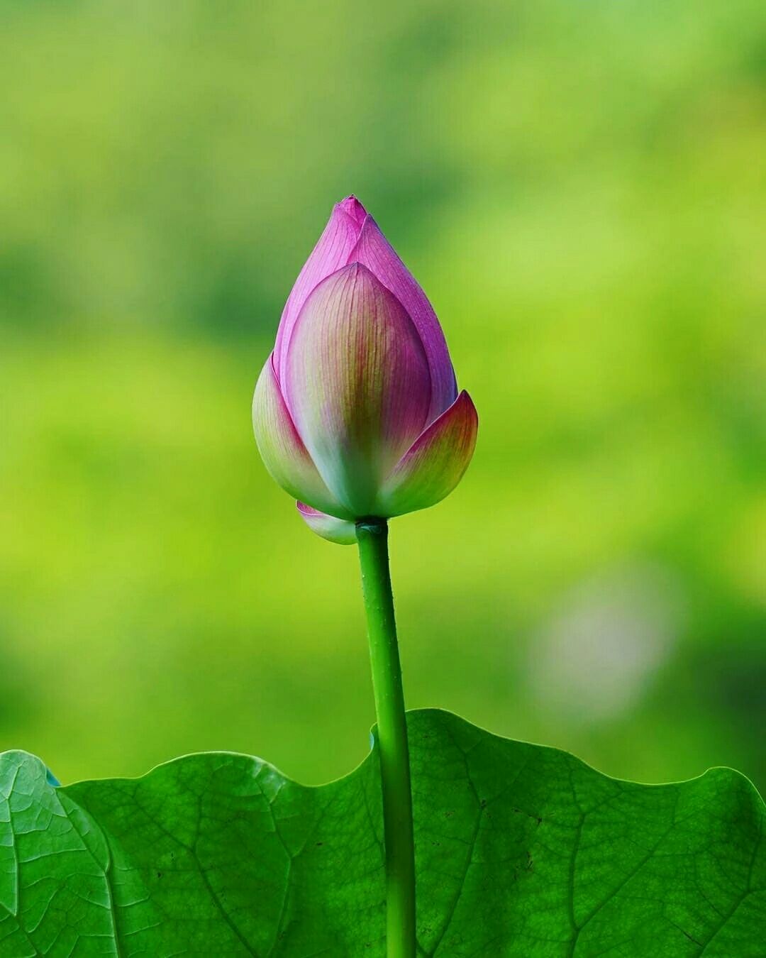 咏荷的诗句及赏析,历代咏荷的诗一百首