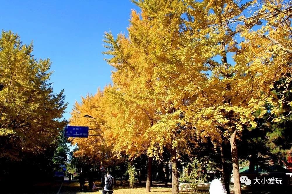银杏北京打卡地,北京十大银杏观赏地图