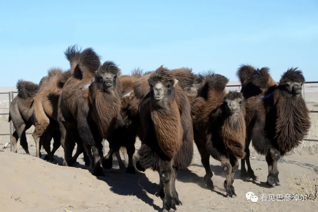 戈壁红驼，乌拉特草原上的珍珠