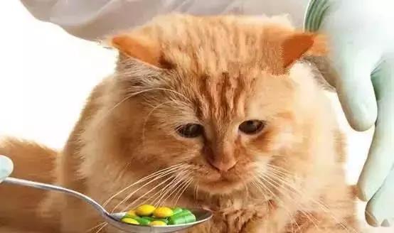 福懋宠物医院花都分院,福懋动物医院公猫绝育