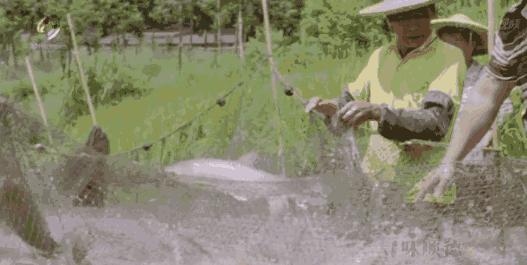 知乎上票选“为了吃值得去的城市”,顺德获得了第一名!