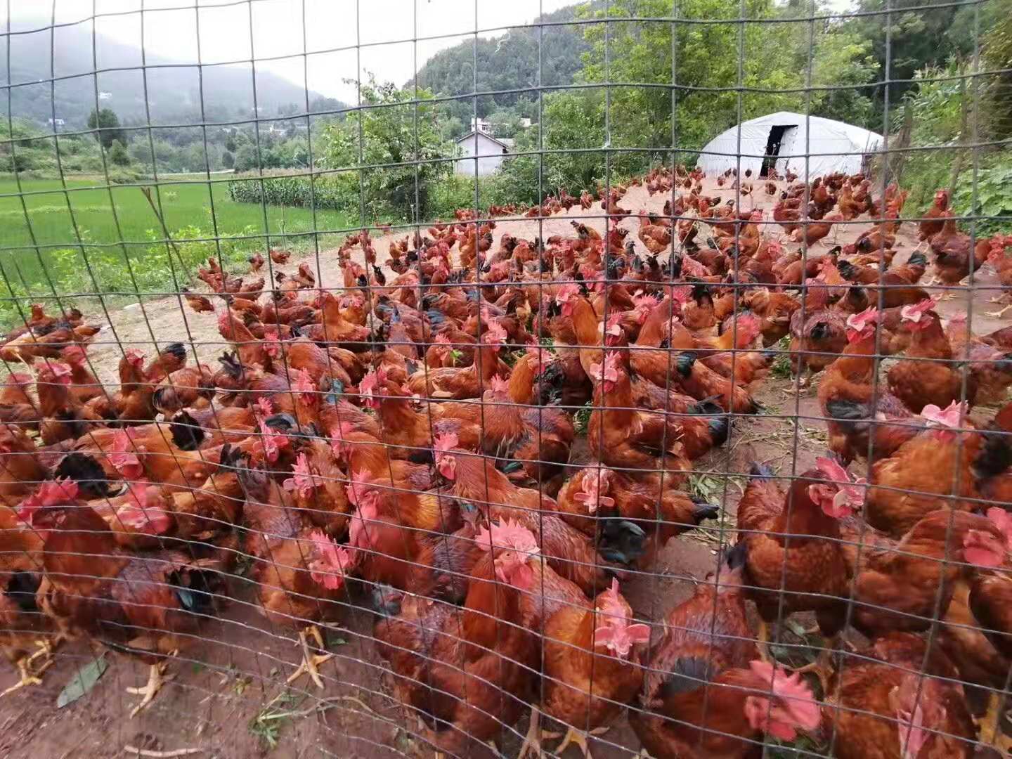 鸡传染性喉气管炎的诊断及防治,鸡传染性喉炎防治方案