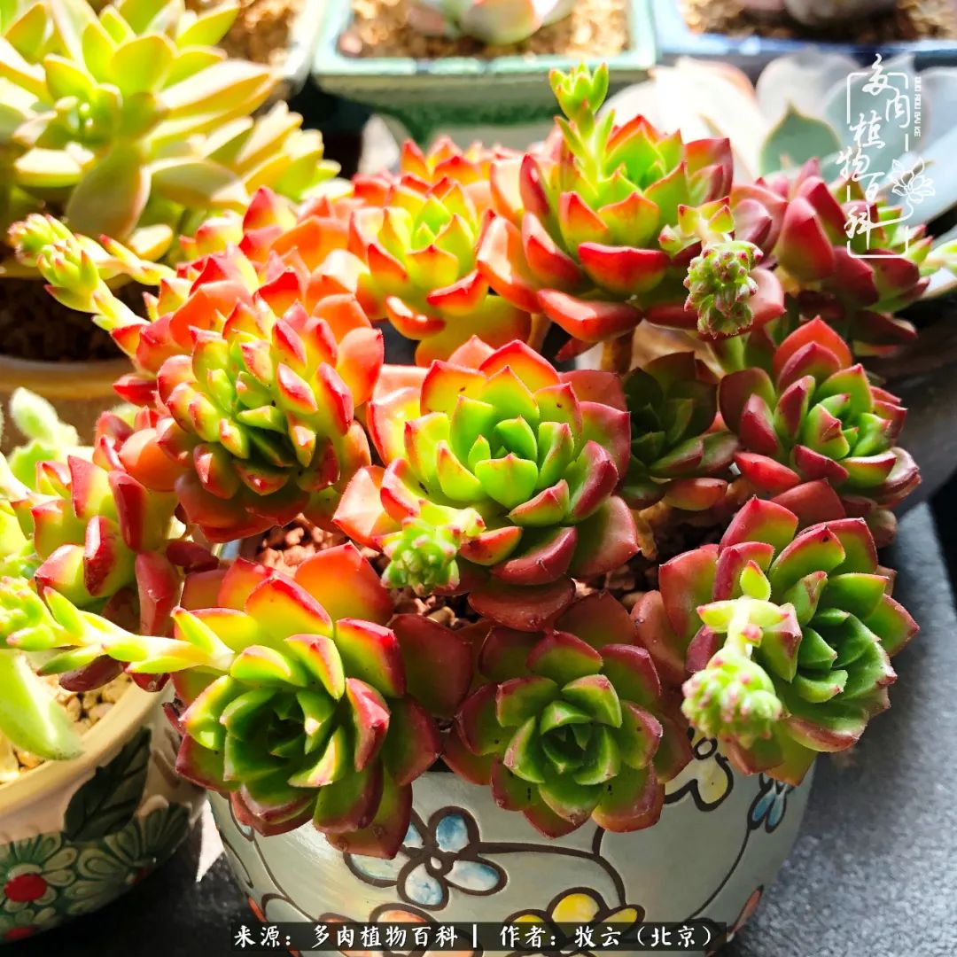 日常生活中常见的多肉植物,多肉植物神奇之处