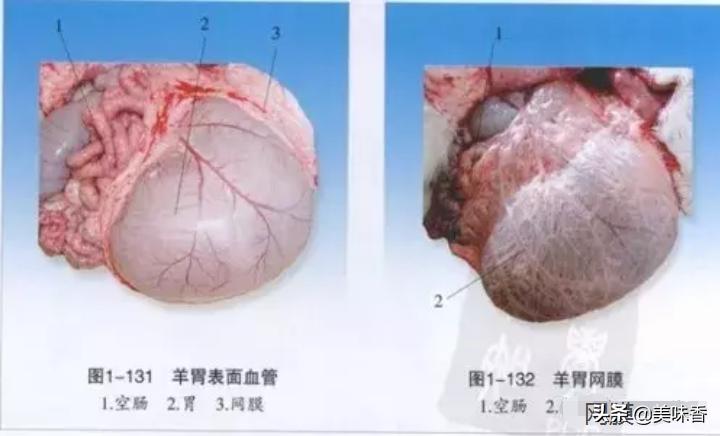 羊有几个胃能干什么,羊有几个胃分别叫什么名字