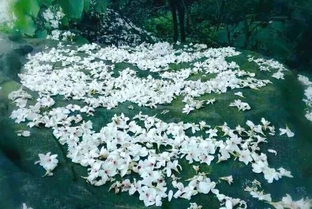 隐世原乡,又见桐花开。