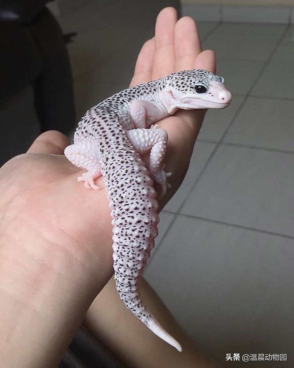 豹纹守宫为什么长得像别的蜥蜴,豹纹守宫蜥蜴到底有多聪明