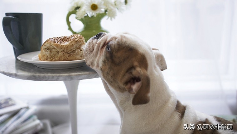 狗可以吃猫草制品吗,狗可以吃牛轧糖吗