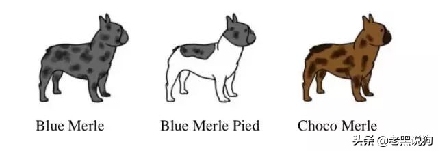 蓝法斗长大后毛色变化,国际认可纯种法斗毛色