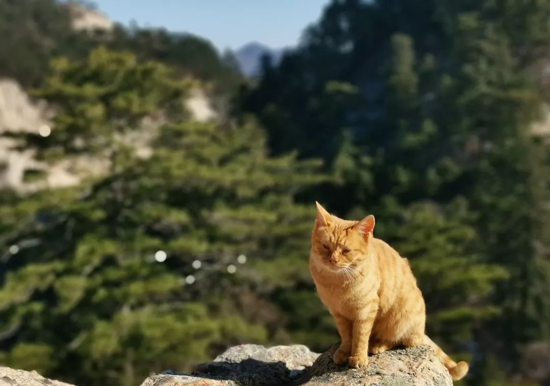 华山雪后景色美爆了,华山雪景真是太美了超级震撼