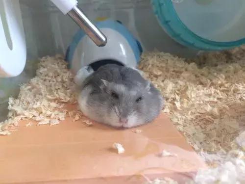 仓鼠饲养八大禁忌仓鼠会认主人吗,仓鼠饲养八大禁忌仓鼠吃什么蔬菜