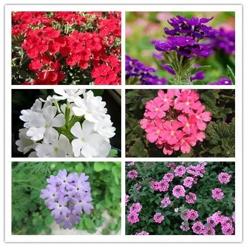 北方喜阴的室内植物花卉有哪些,喜阴耐寒的室外花卉植物有哪些