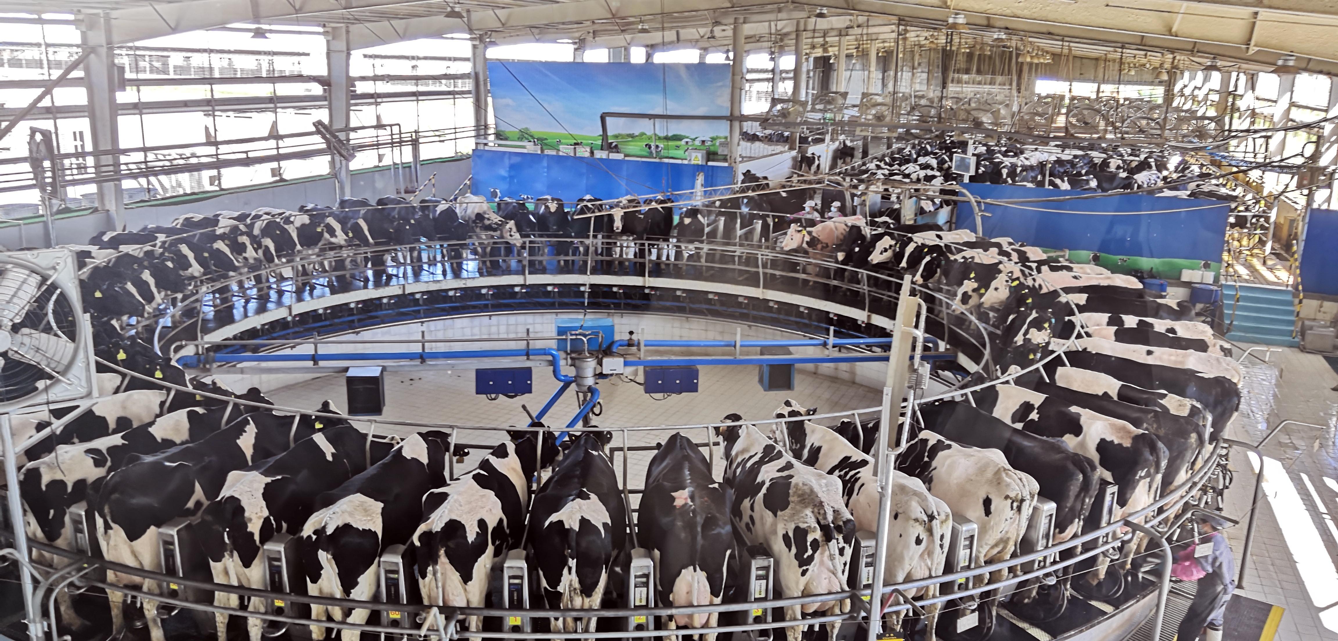 从养牛学问到奶产品，看伊利奶粉在国际奶粉圈里走出中国范儿